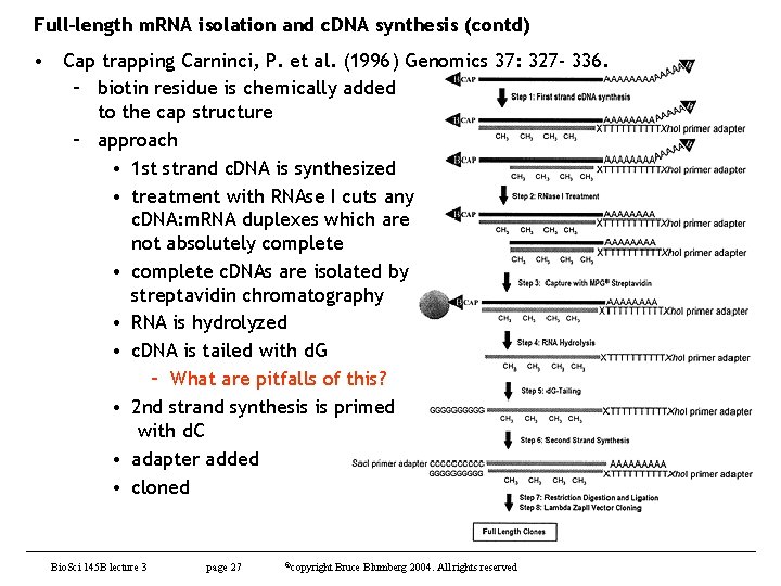 Full-length m. RNA isolation and c. DNA synthesis (contd) • Cap trapping Carninci, P.