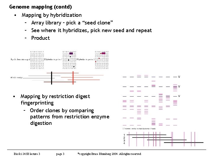 Genome mapping (contd) • Mapping by hybridization – Array library – pick a “seed