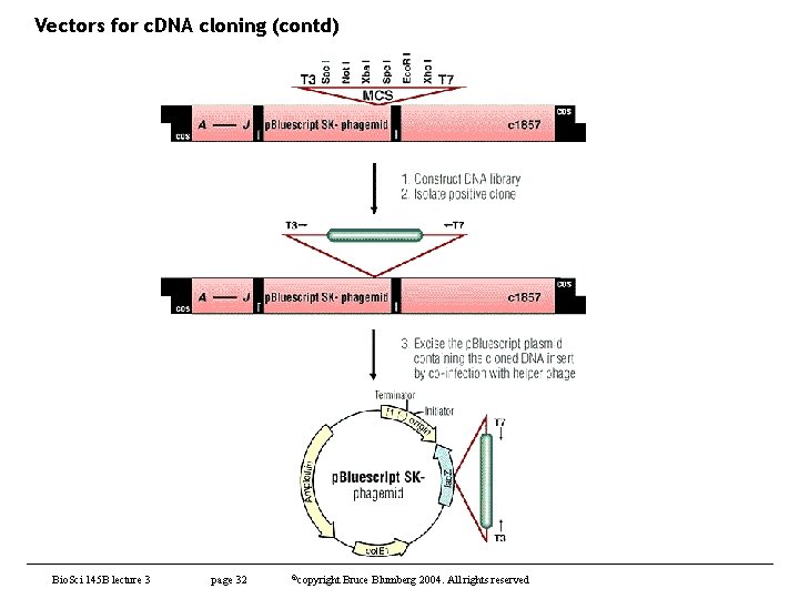 Vectors for c. DNA cloning (contd) Bio. Sci 145 B lecture 3 page 32
