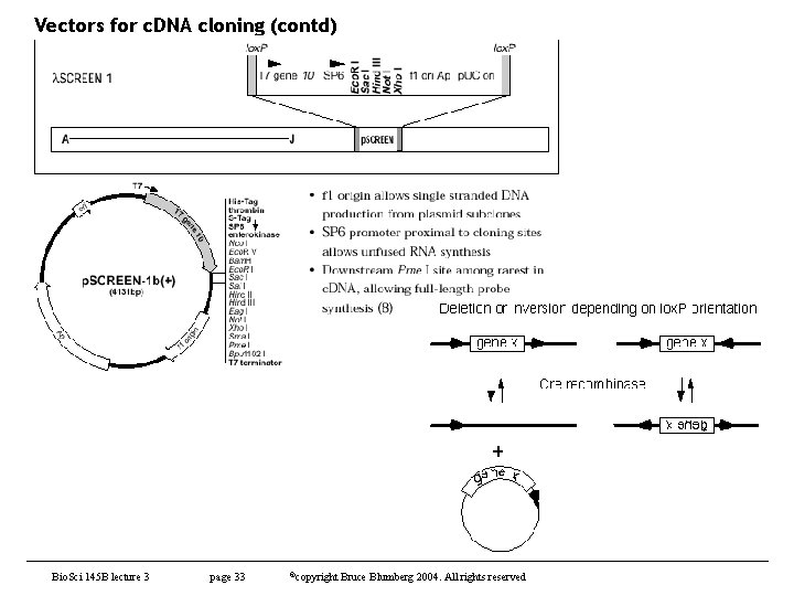Vectors for c. DNA cloning (contd) Bio. Sci 145 B lecture 3 page 33
