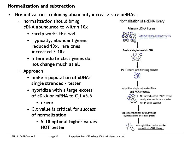 Normalization and subtraction • Normalization - reducing abundant, increase rare m. RNAs – normalization