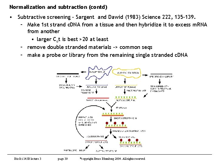 Normalization and subtraction (contd) • Subtractive screening - Sargent and Dawid (1983) Science 222,