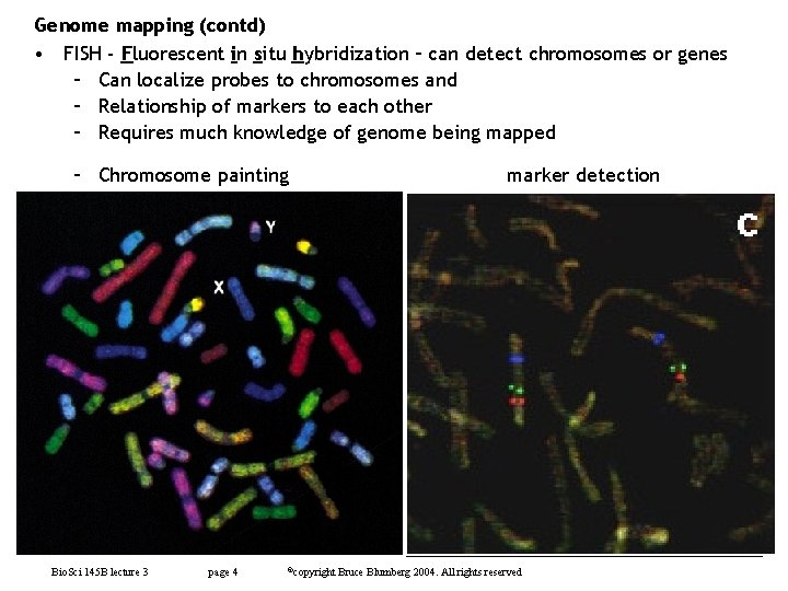 Genome mapping (contd) • FISH - Fluorescent in situ hybridization – can detect chromosomes