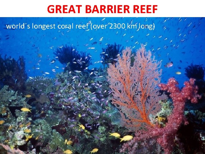 GREAT BARRIER REEF world´s longest coral reef (over 2300 km long) 