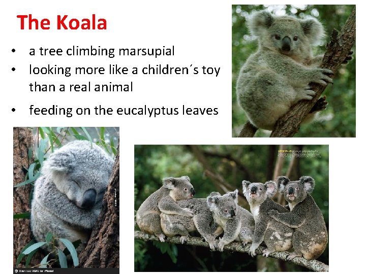 The Koala • a tree climbing marsupial • looking more like a children´s toy