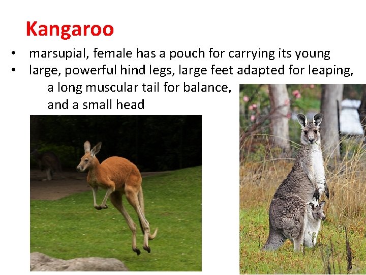 Kangaroo • marsupial, female has a pouch for carrying its young • large, powerful