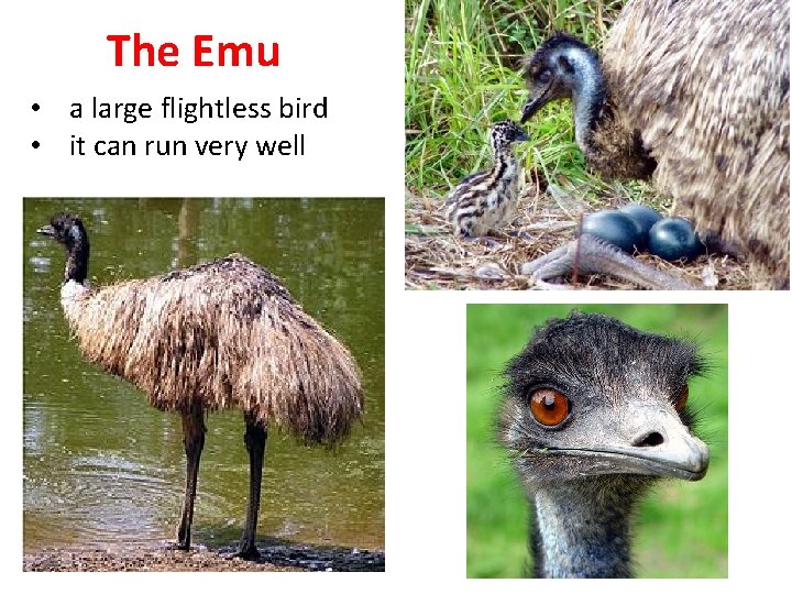 The Emu • a large flightless bird • it can run very well 