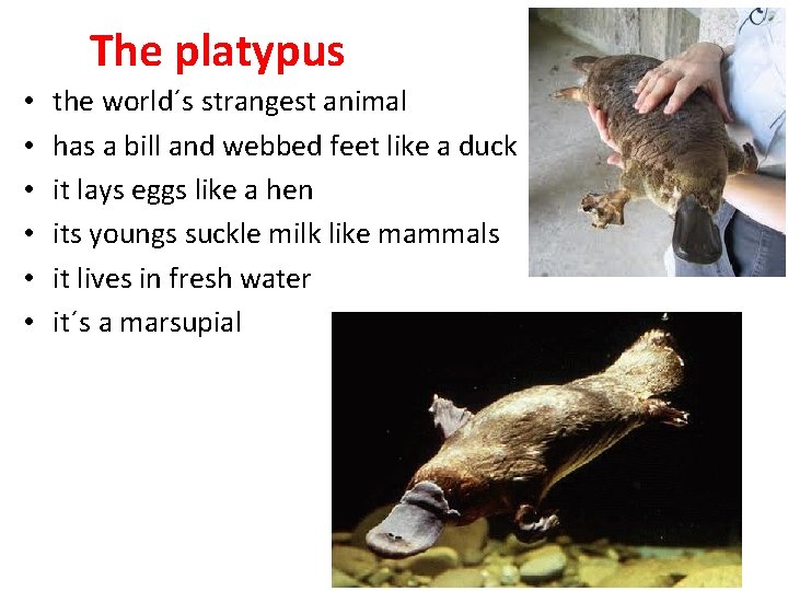 The platypus • • • the world´s strangest animal has a bill and webbed