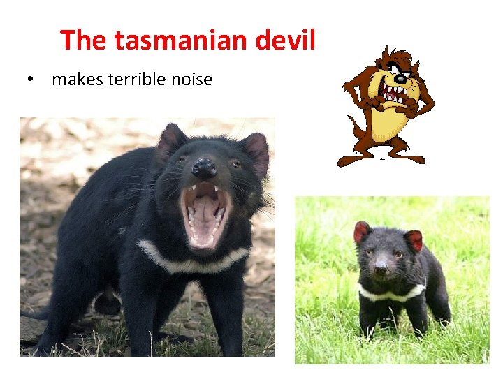 The tasmanian devil • makes terrible noise 