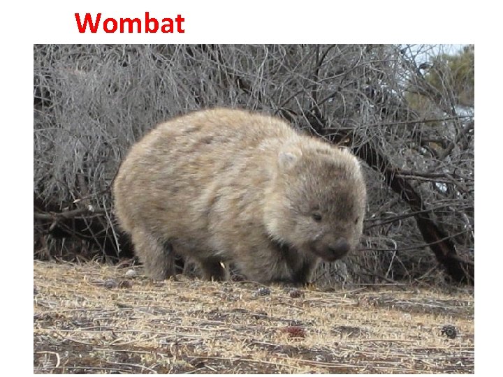 Wombat 