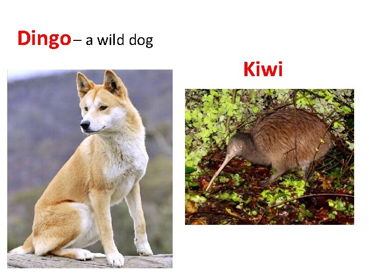 Dingo – a wild dog Kiwi 
