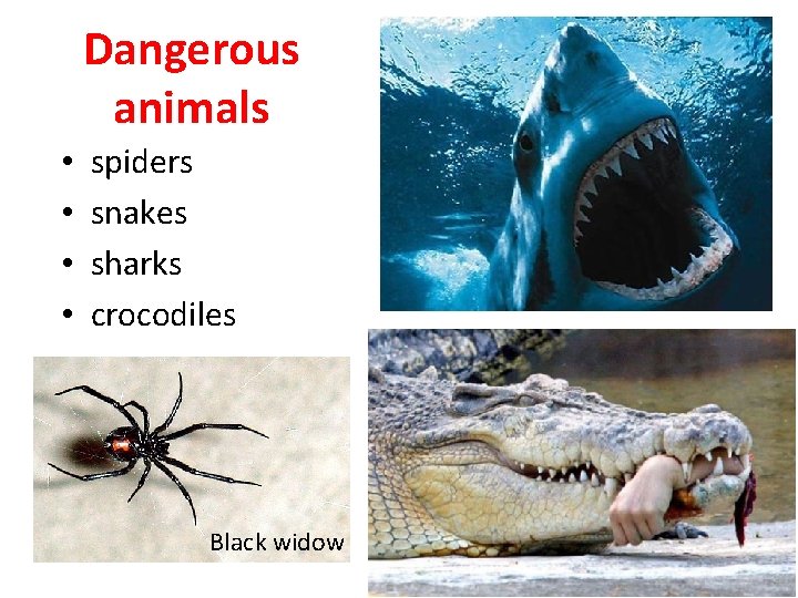 Dangerous animals • • spiders snakes sharks crocodiles Black widow 