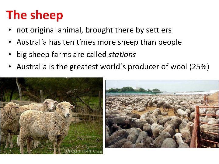 The sheep • • not original animal, brought there by settlers Australia has ten