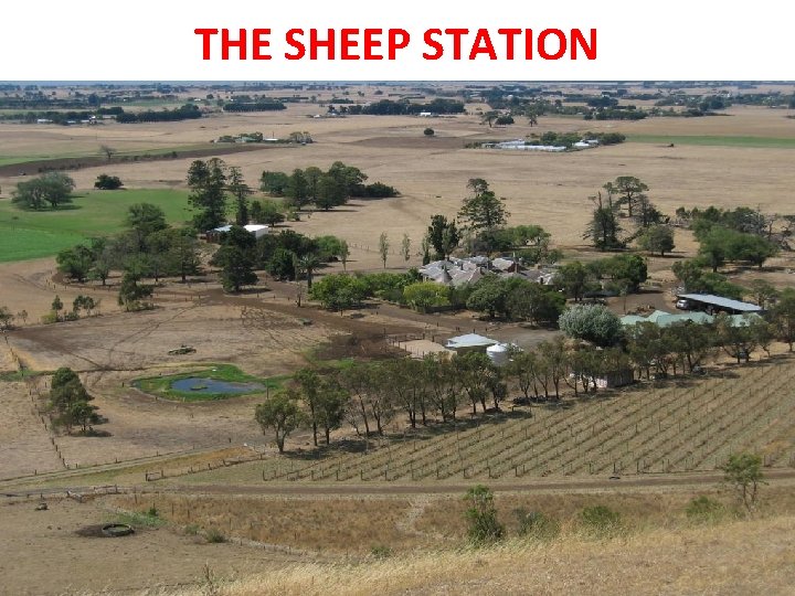 THE SHEEP STATION 