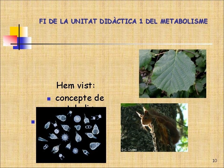 FI DE LA UNITAT DIDÀCTICA 1 DEL METABOLISME n Hem vist: n concepte de