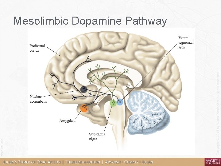 Mesolimbic Dopamine Pathway 