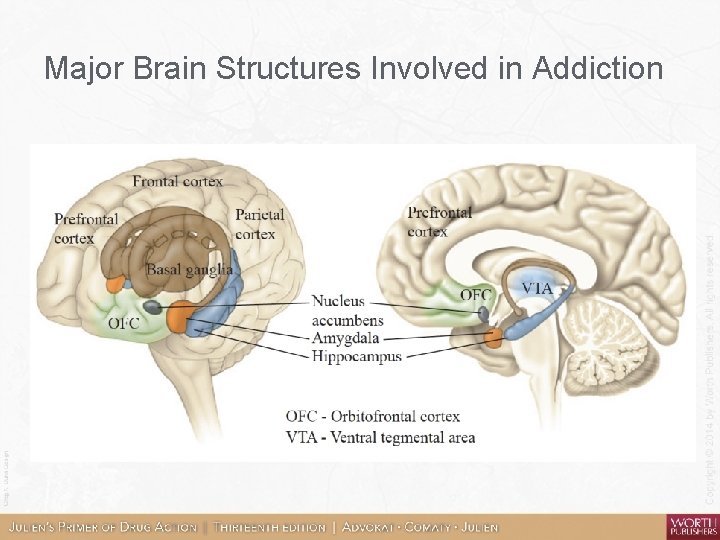 Major Brain Structures Involved in Addiction 