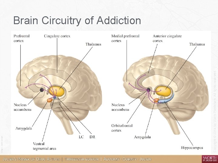 Brain Circuitry of Addiction 