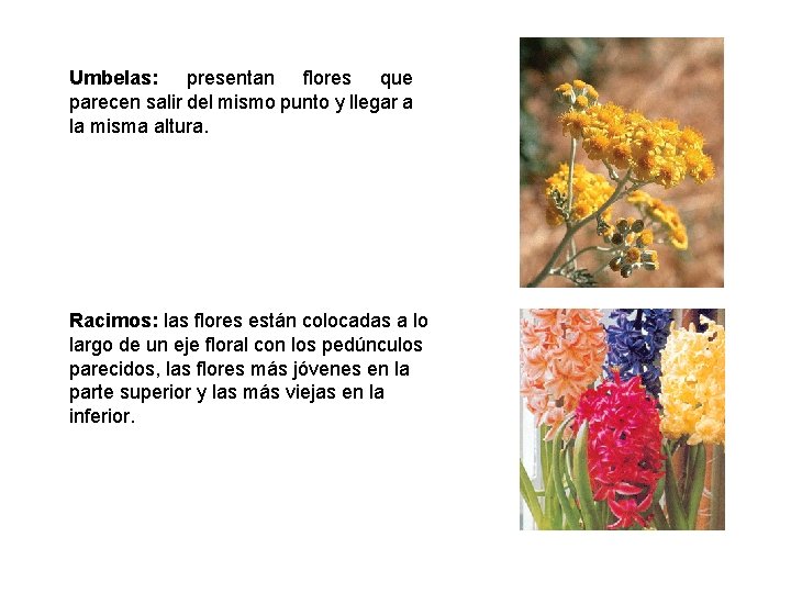 Umbelas: presentan flores que parecen salir del mismo punto y llegar a la misma