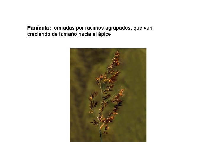 Panícula: formadas por racimos agrupados, que van creciendo de tamaño hacia el ápice 