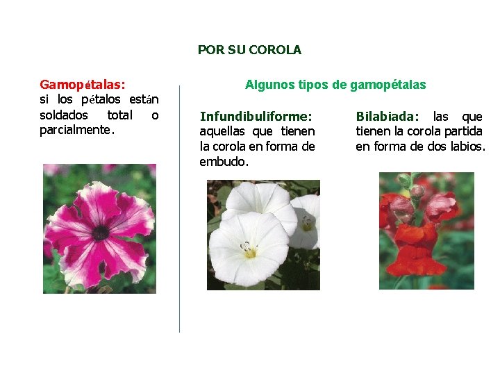 POR SU COROLA Gamopétalas: si los pétalos están soldados total o parcialmente. Algunos tipos