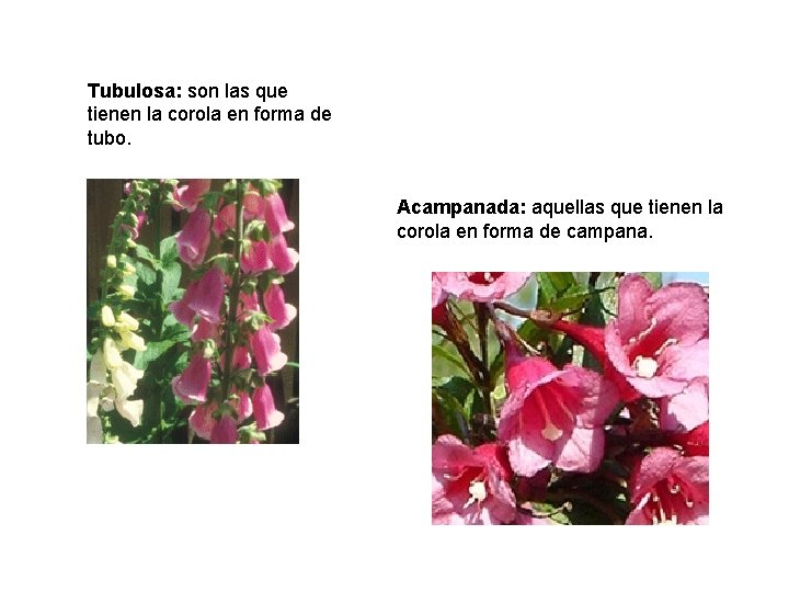 Tubulosa: son las que tienen la corola en forma de tubo. Acampanada: aquellas que