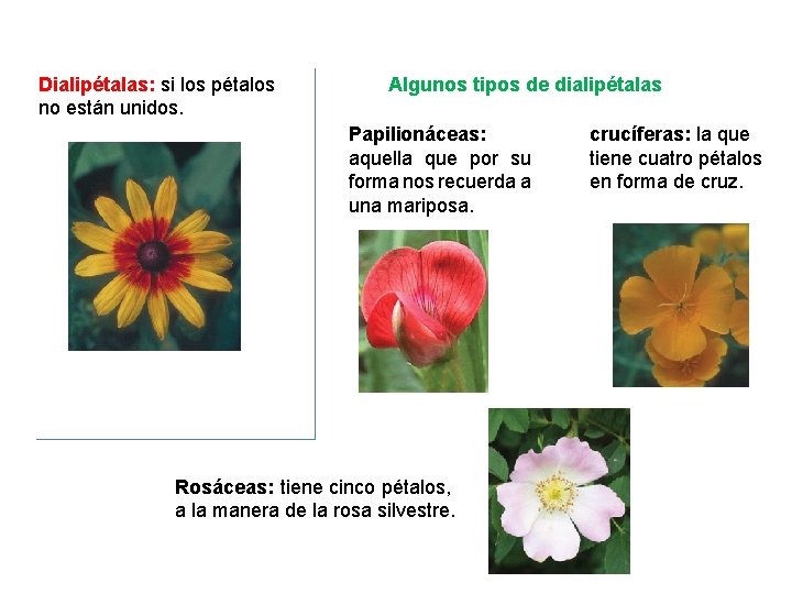Dialipétalas: si los pétalos no están unidos. Algunos tipos de dialipétalas Papilionáceas: aquella que