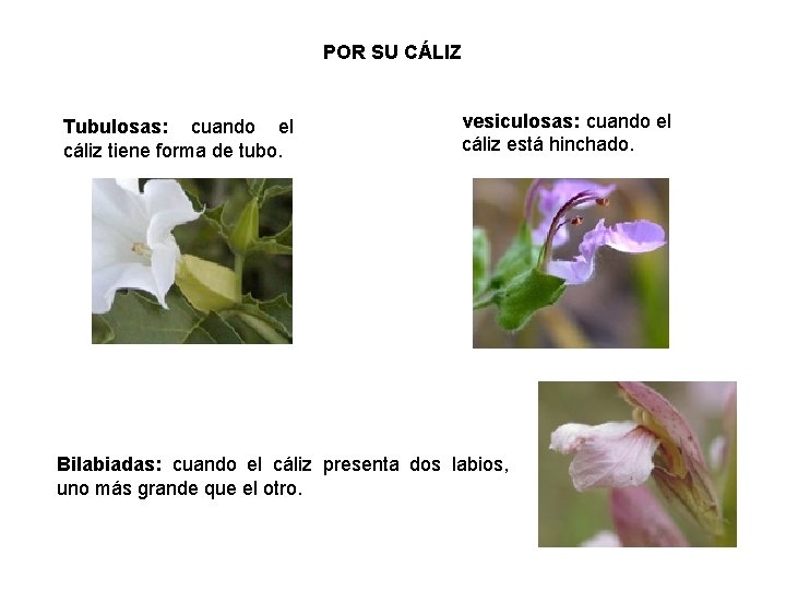 POR SU CÁLIZ Tubulosas: cuando el cáliz tiene forma de tubo. vesiculosas: cuando el
