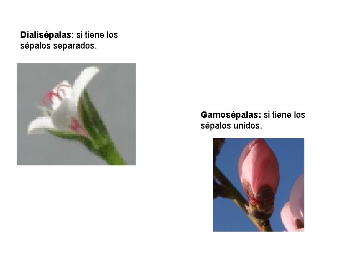 Dialisépalas: si tiene los sépalos separados. Gamosépalas: si tiene los sépalos unidos. 