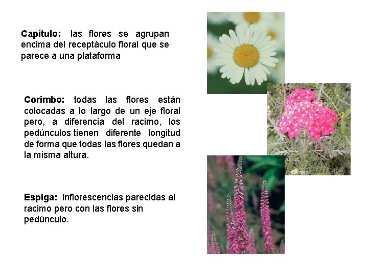 Capítulo: las flores se agrupan encima del receptáculo floral que se parece a una