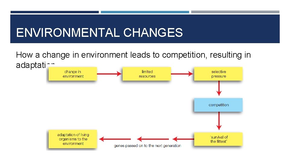 ENVIRONMENTAL CHANGES How a change in environment leads to competition, resulting in adaptation. 