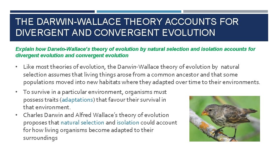 THE DARWIN-WALLACE THEORY ACCOUNTS FOR DIVERGENT AND CONVERGENT EVOLUTION Explain how Darwin-Wallace’s theory of
