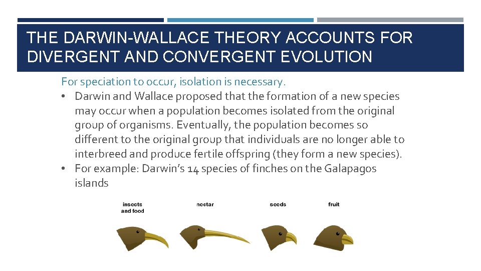 THE DARWIN-WALLACE THEORY ACCOUNTS FOR DIVERGENT AND CONVERGENT EVOLUTION For speciation to occur, isolation