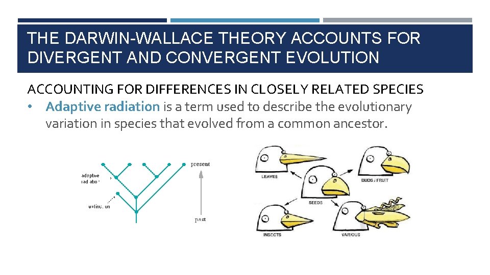 THE DARWIN-WALLACE THEORY ACCOUNTS FOR DIVERGENT AND CONVERGENT EVOLUTION ACCOUNTING FOR DIFFERENCES IN CLOSELY