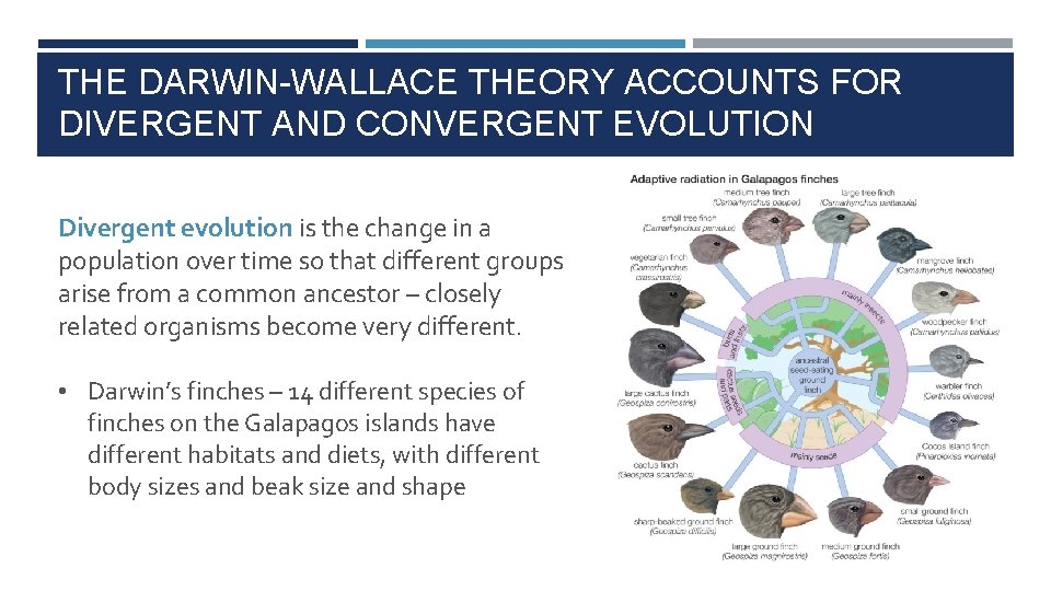 THE DARWIN-WALLACE THEORY ACCOUNTS FOR DIVERGENT AND CONVERGENT EVOLUTION Divergent evolution is the change