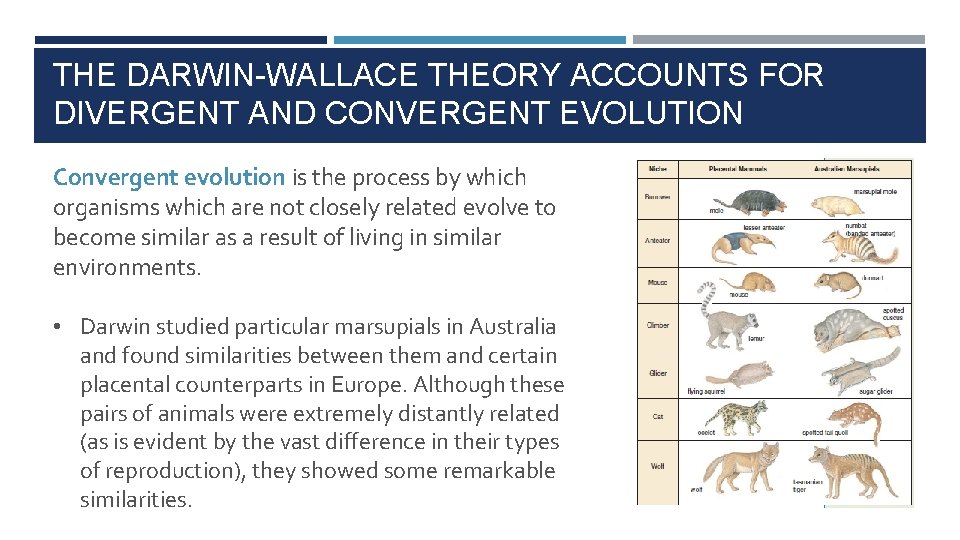 THE DARWIN-WALLACE THEORY ACCOUNTS FOR DIVERGENT AND CONVERGENT EVOLUTION Convergent evolution is the process