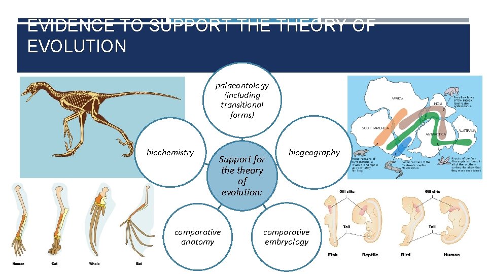 EVIDENCE TO SUPPORT THEORY OF EVOLUTION palaeontology (including transitional forms) biochemistry Support for theory