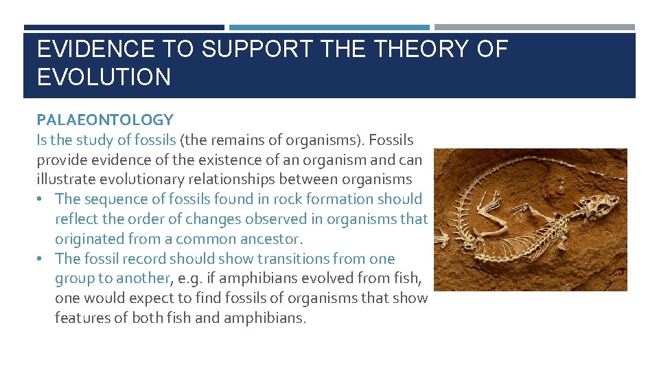 EVIDENCE TO SUPPORT THEORY OF EVOLUTION PALAEONTOLOGY Is the study of fossils (the remains