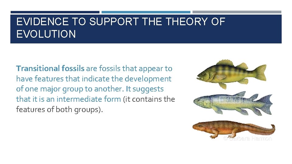 EVIDENCE TO SUPPORT THEORY OF EVOLUTION Transitional fossils are fossils that appear to have