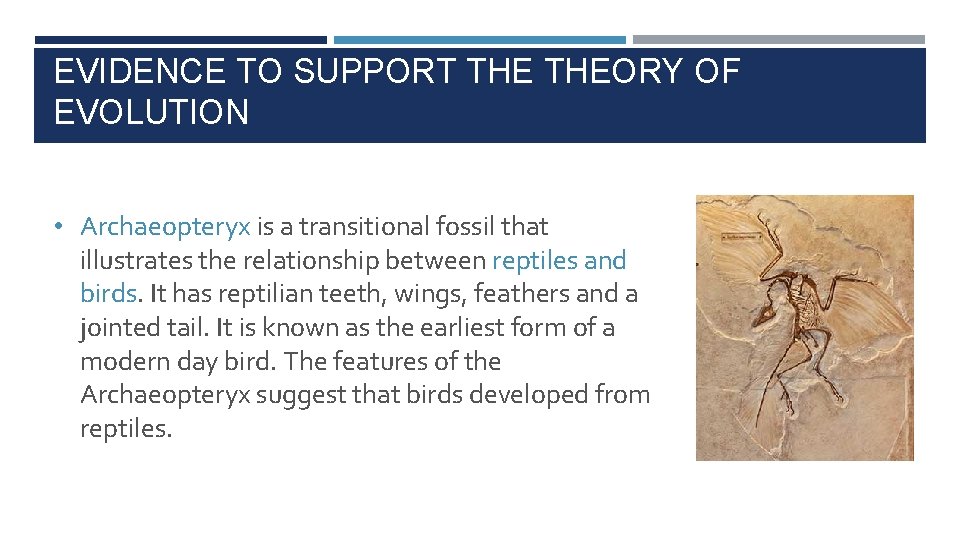 EVIDENCE TO SUPPORT THEORY OF EVOLUTION • Archaeopteryx is a transitional fossil that illustrates