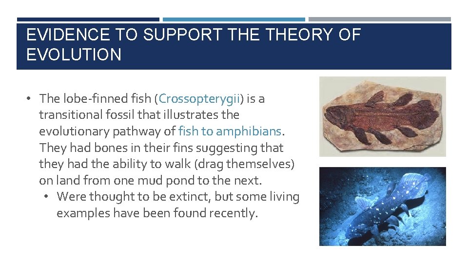 EVIDENCE TO SUPPORT THEORY OF EVOLUTION • The lobe-finned fish (Crossopterygii) is a transitional