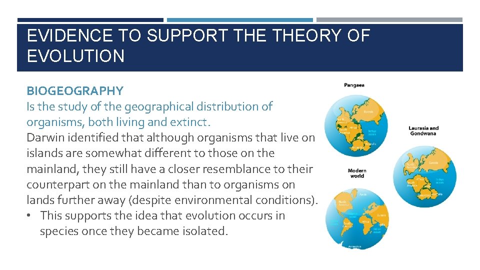 EVIDENCE TO SUPPORT THEORY OF EVOLUTION BIOGEOGRAPHY Is the study of the geographical distribution