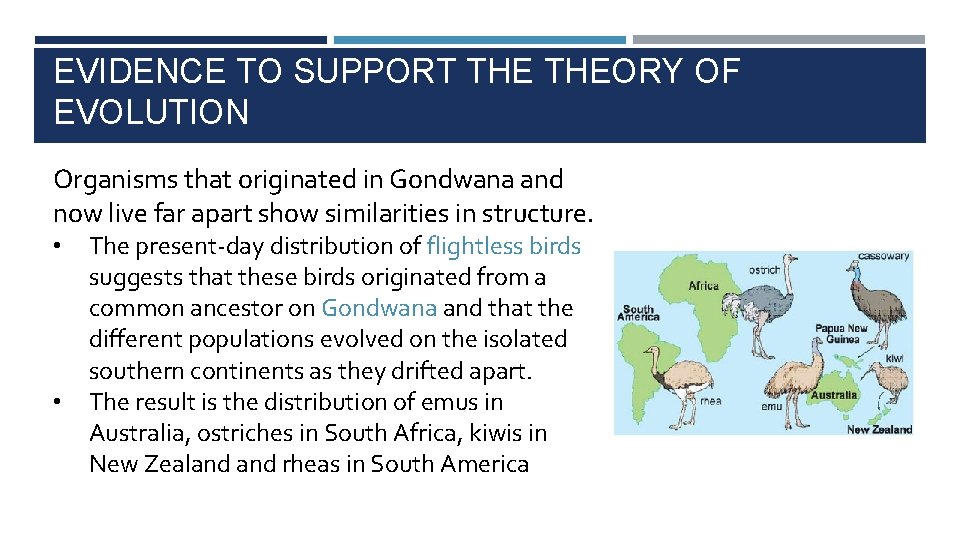 EVIDENCE TO SUPPORT THEORY OF EVOLUTION Organisms that originated in Gondwana and now live