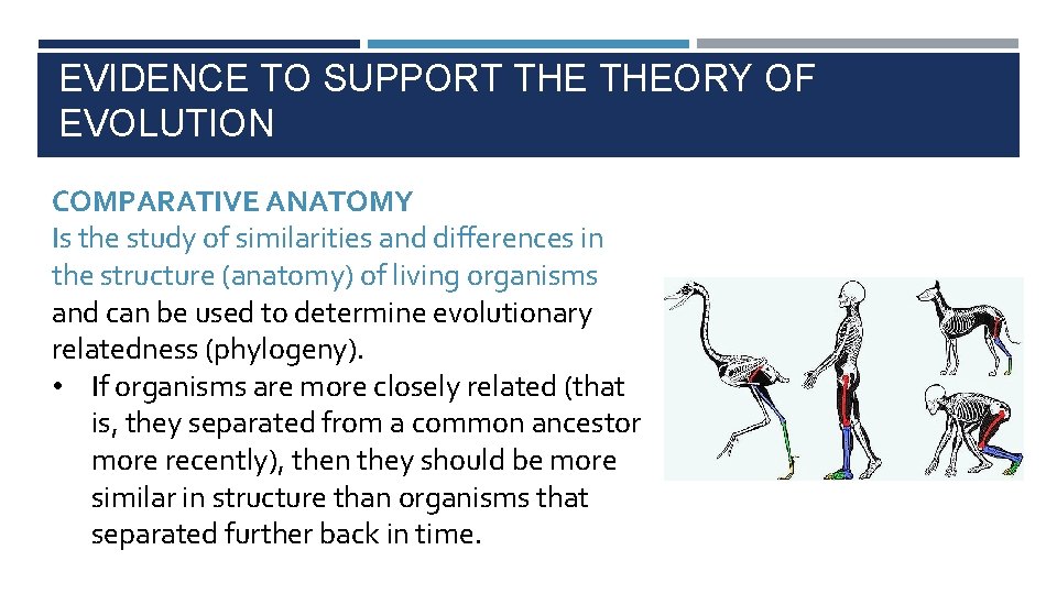 EVIDENCE TO SUPPORT THEORY OF EVOLUTION COMPARATIVE ANATOMY Is the study of similarities and
