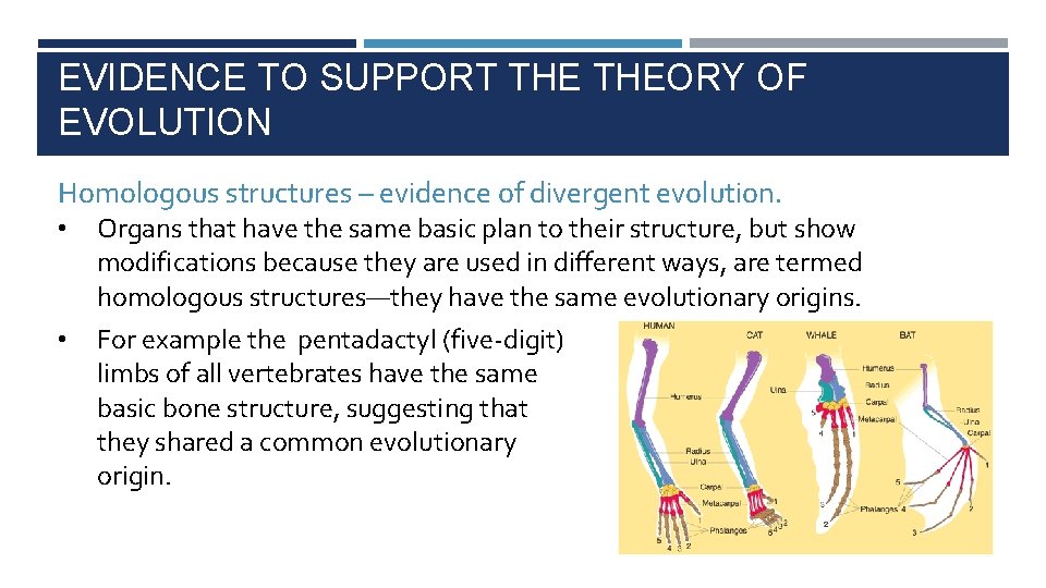 EVIDENCE TO SUPPORT THEORY OF EVOLUTION Homologous structures – evidence of divergent evolution. •