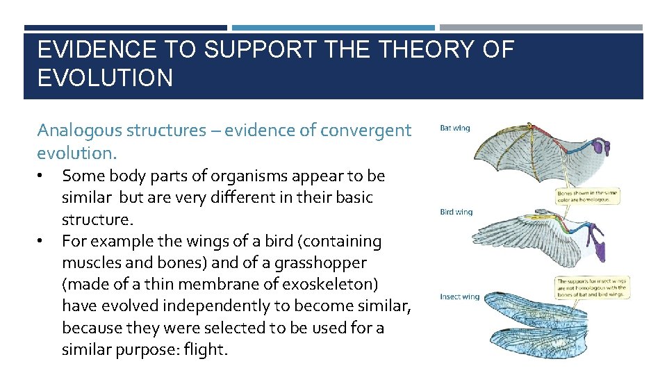 EVIDENCE TO SUPPORT THEORY OF EVOLUTION Analogous structures – evidence of convergent evolution. •