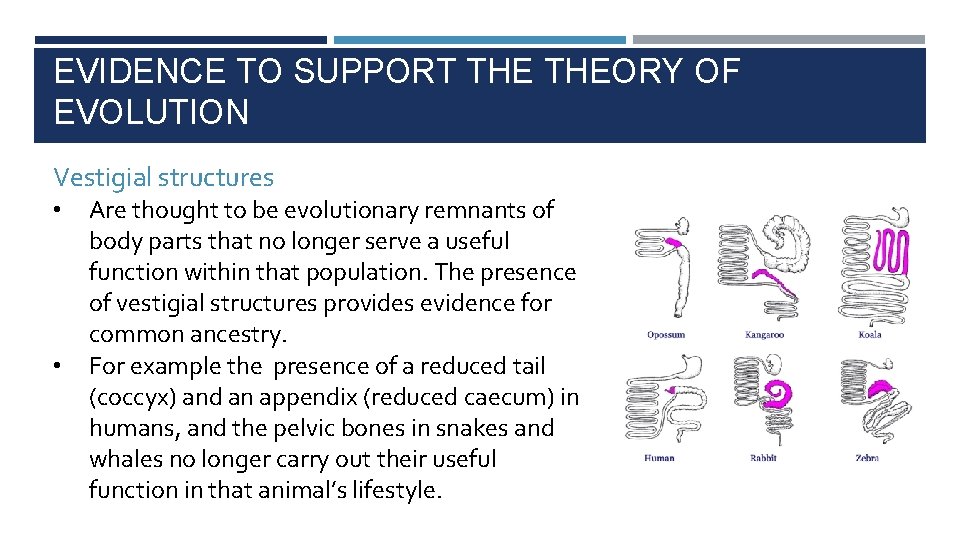 EVIDENCE TO SUPPORT THEORY OF EVOLUTION Vestigial structures • • Are thought to be