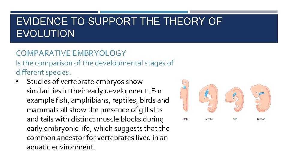EVIDENCE TO SUPPORT THEORY OF EVOLUTION COMPARATIVE EMBRYOLOGY Is the comparison of the developmental