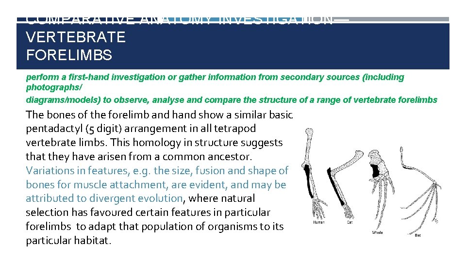 COMPARATIVE ANATOMY INVESTIGATION— VERTEBRATE FORELIMBS perform a first-hand investigation or gather information from secondary