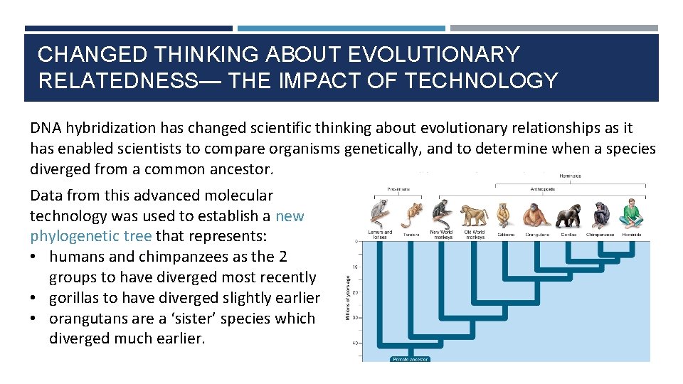 CHANGED THINKING ABOUT EVOLUTIONARY RELATEDNESS— THE IMPACT OF TECHNOLOGY DNA hybridization has changed scientific